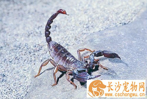 宠物蝎子有毒吗 局部可出现一片红肿