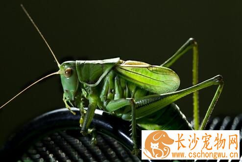 蝈蝈会叫吗 蝈蝈要到繁殖季节才会鸣叫