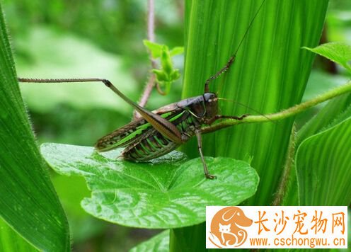 蝈蝈是害虫还是益虫 蝈蝈就是一种益虫