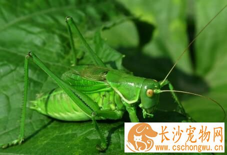 蝈蝈怎么分辨公母 母蝈蝈是没有发声器