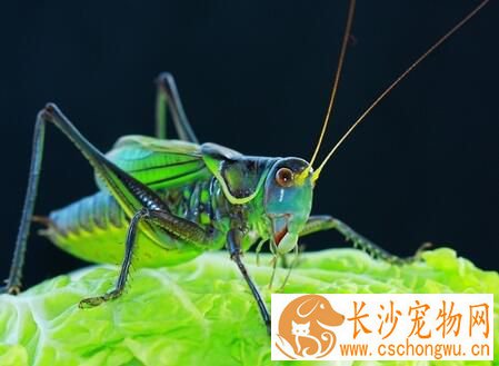 蝈蝈与蛐蛐的区别 蝈蝈是草绿色且不发亮