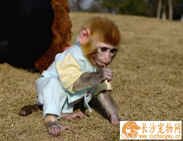 猴子可以当宠物吗 可养二级以下的猴子