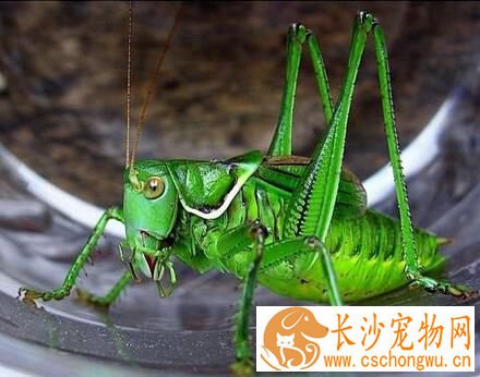 蝈蝈的寿命 正常的寿命在5到7个月