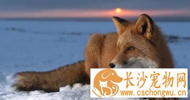 宠物狐狸咬人吗 一般情况狐狸是不会咬人