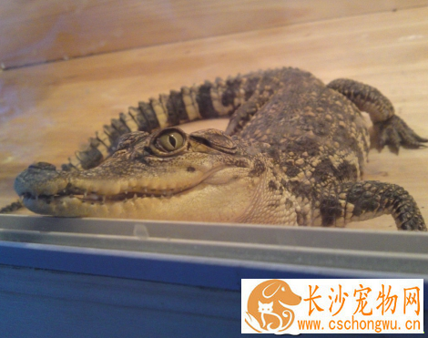 养鳄鱼犯法吗 不是国家保护的鳄鱼是可以饲养的