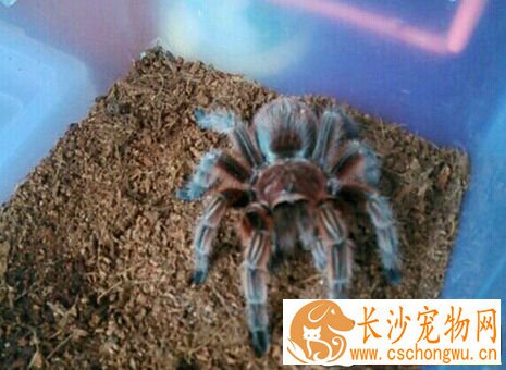 最好看的宠物蜘蛛 六种不错的宠物蜘蛛