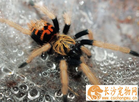 蜘蛛怎么分辨公母 教你分辨蜘蛛的公母