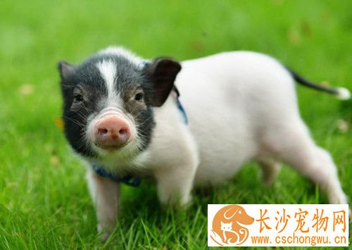 小香猪的寿命 小香猪的寿命是10-25年