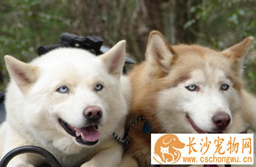 阿拉斯加雪橇犬的由来 最古老的雪橇之一