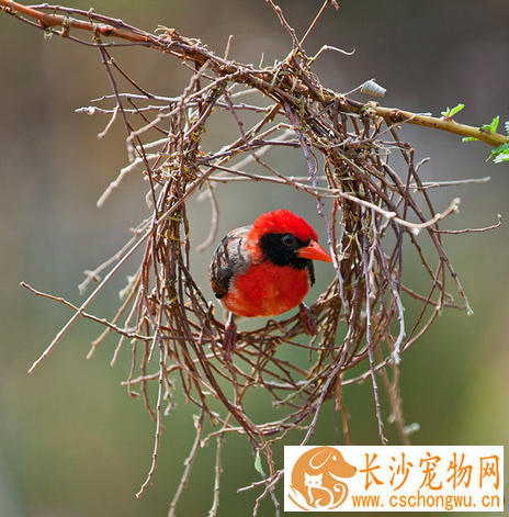 鸟怎么分公母  一种鸟一种鉴别的方法