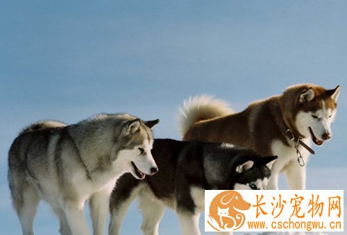 阿拉斯加雪橇犬辨别 胸部厚实肌肉丰富