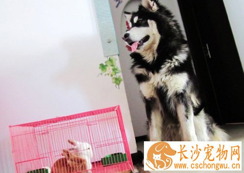 阿拉斯加雪橇犬智商 智商及性格的由来