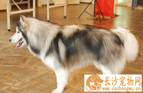 阿拉斯加雪橇犬咬人吗 一般情况不会咬人