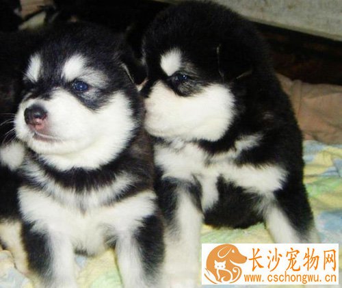 阿拉斯加雪橇犬性格 对人友好的聪明狗狗