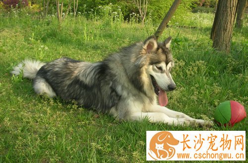 阿拉斯加雪橇犬凶吗 对主人绝对的忠诚