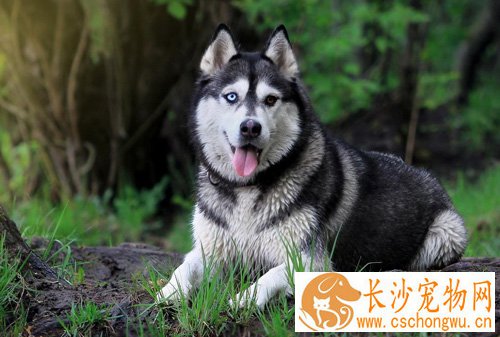 阿拉斯加雪橇犬好养吗 对环境的要求很高