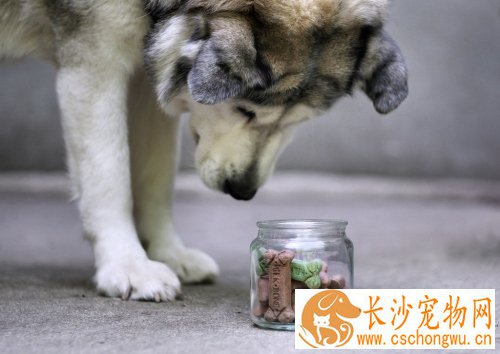 阿拉斯加雪橇犬多高 标准应具备的黄金体型