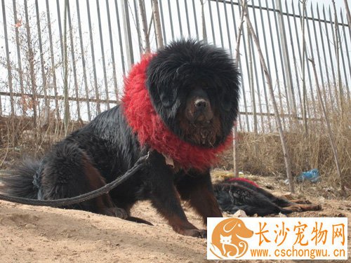 藏獒智商高吗 藏獒智商并不低