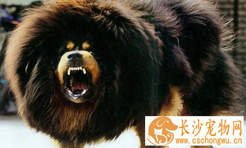 藏獒是怎么来的 历史上藏獒的由来