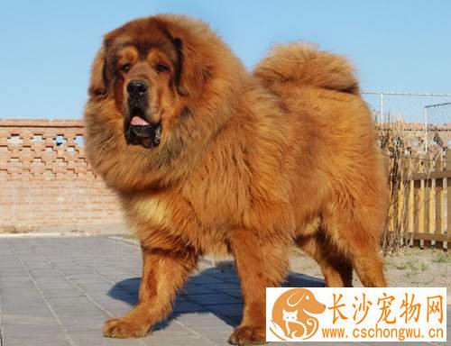 藏獒好养吗 了解藏獒的秉性脾气