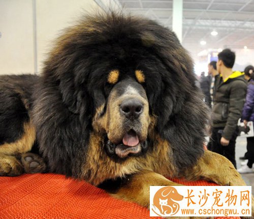 藏獒的性格特征 对主人很温和有灵性