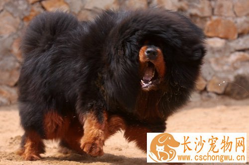母藏獒能长多大 藏獒的标准身材