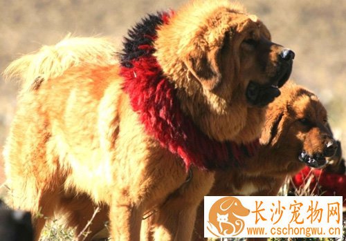 藏獒三个月能长多大 生活在高原上的东方神犬