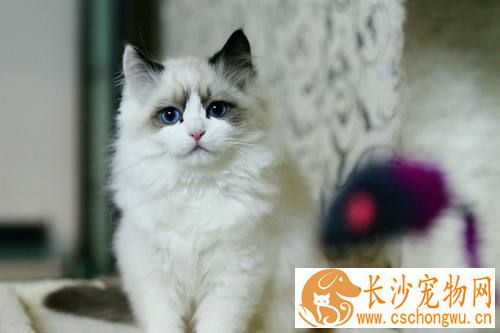 布偶猫眼屎多怎么回事 引起布偶猫眼屎多的三大原因