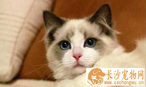 布偶猫的毛会变色吗  布偶猫变色原来这么神奇