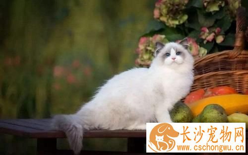 布偶猫掉毛吃什么 布偶猫掉毛这样处理最好
