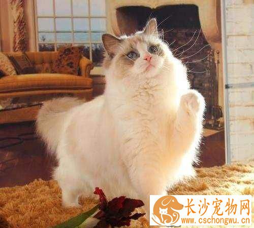 布偶猫掉毛怎么办 布偶猫掉毛的三大原因