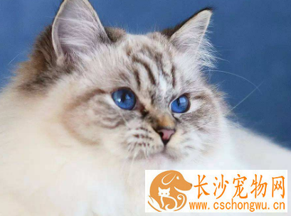 三个月布偶猫吃什么好 原来这个食物最合适