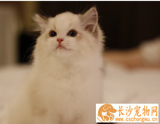 布偶猫吃什么发毛 五大食物帮助布偶猫快速发毛