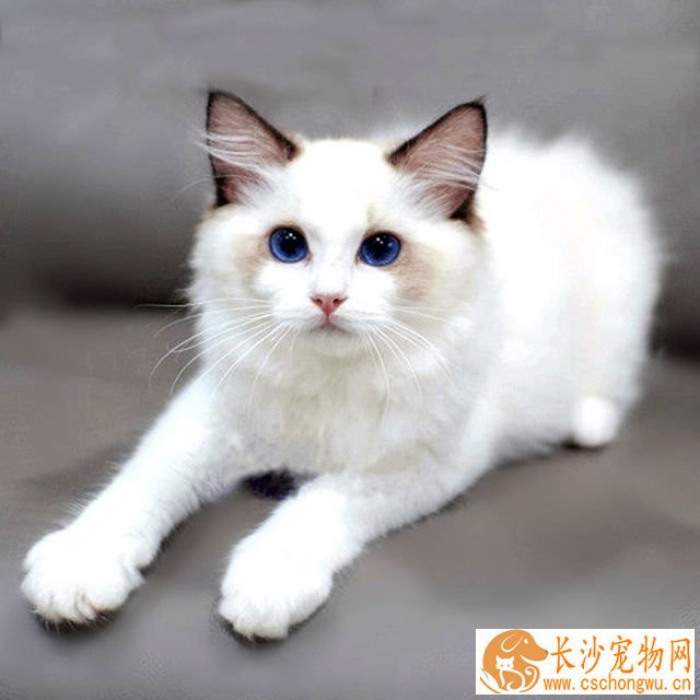 暹罗猫和布偶猫配种 胡乱给猫咪配种后果很严重