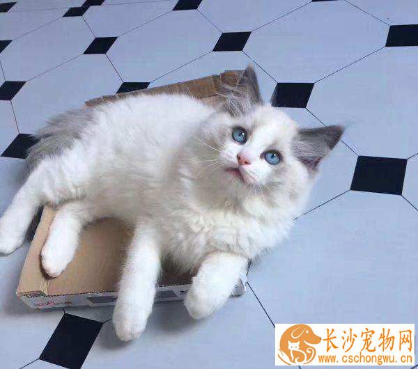 布偶猫和蓝猫配种可以吗  布偶猫和蓝猫配种原来这么多缺点
