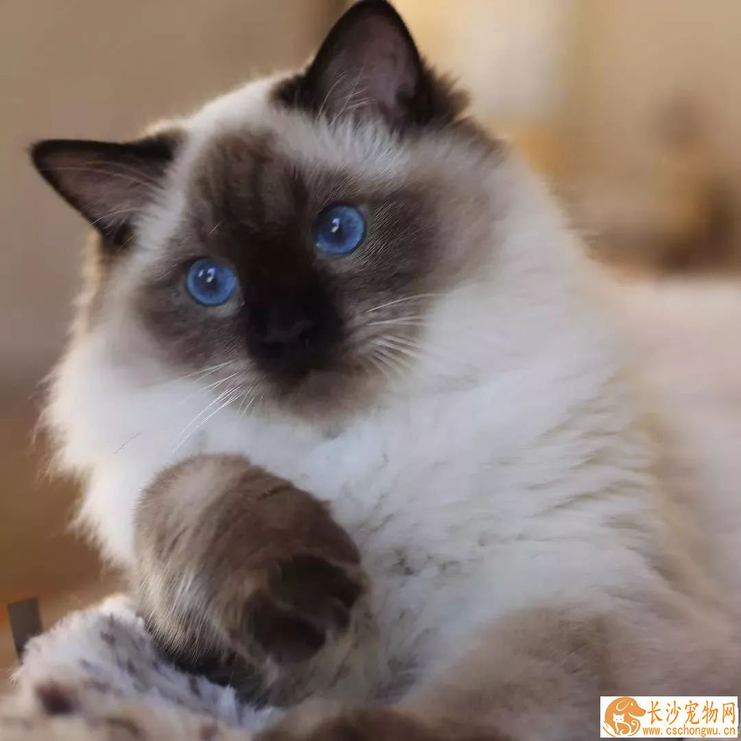 重色布偶猫什么意思 原来重点色布偶猫长成暹罗了