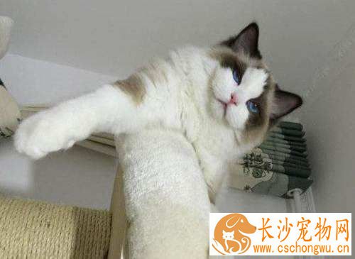 布偶猫会咬人吗该怎么办 布偶猫咬人这招方法最好