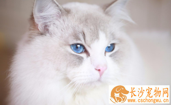 布偶猫粘人程度 布偶猫的粘人程度居然这么可怕