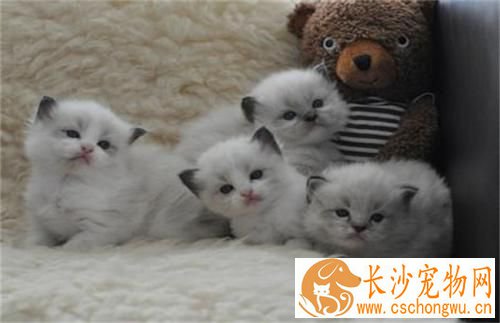 布偶猫拉肚子死了 布偶猫拉肚子居然这么严重