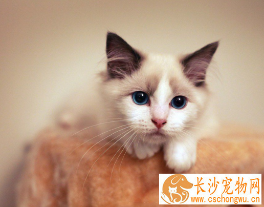 布偶猫有什么遗传病  布偶猫的遗传病竟然是这样来的