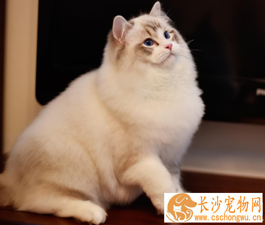 布偶猫养殖室温   养殖布偶猫的最佳温度你知道吗