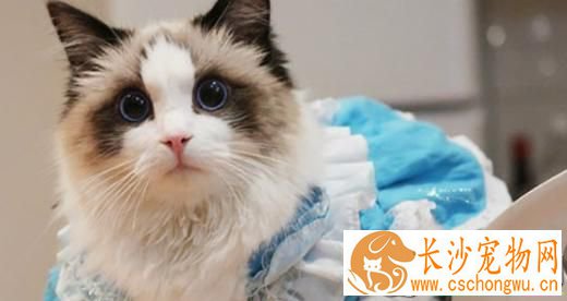 布偶猫为什么这么粘人  布偶猫粘人的原因竟然是这样
