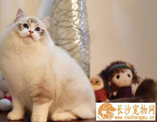 布偶猫取什么名字  布偶猫取这个名字又乖又亲人
