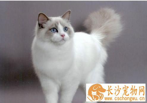 布偶猫能吃鱼吗 布偶猫吃鱼需要注意这点