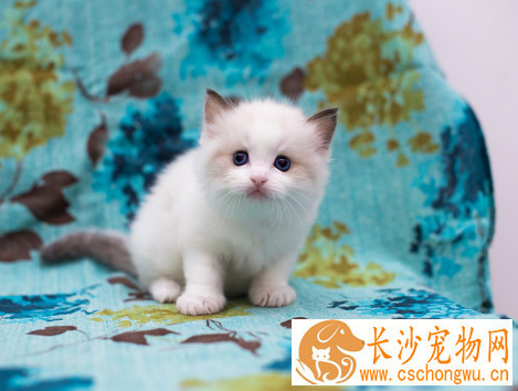 布偶猫不吃鱼怎么样 不吃鱼的布偶猫要这样处理