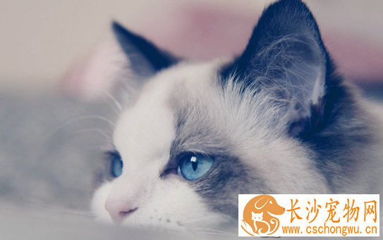 布偶猫吃什么肉好 布偶猫原来吃这个肉最好