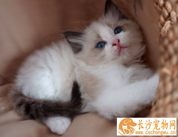 布偶猫公母都多大绝育 布偶猫绝育原来有这么多好处