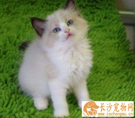 布偶猫跟金吉拉哪个好  金吉拉原来比布偶好这么多