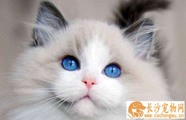 布偶猫经常或突然拉肚子怎么办 4招解决布偶猫拉肚子难题