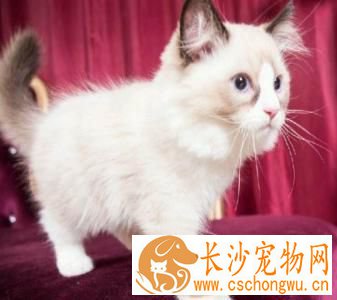 布偶猫容易生病吗  必看，布偶猫常见的三大疾病